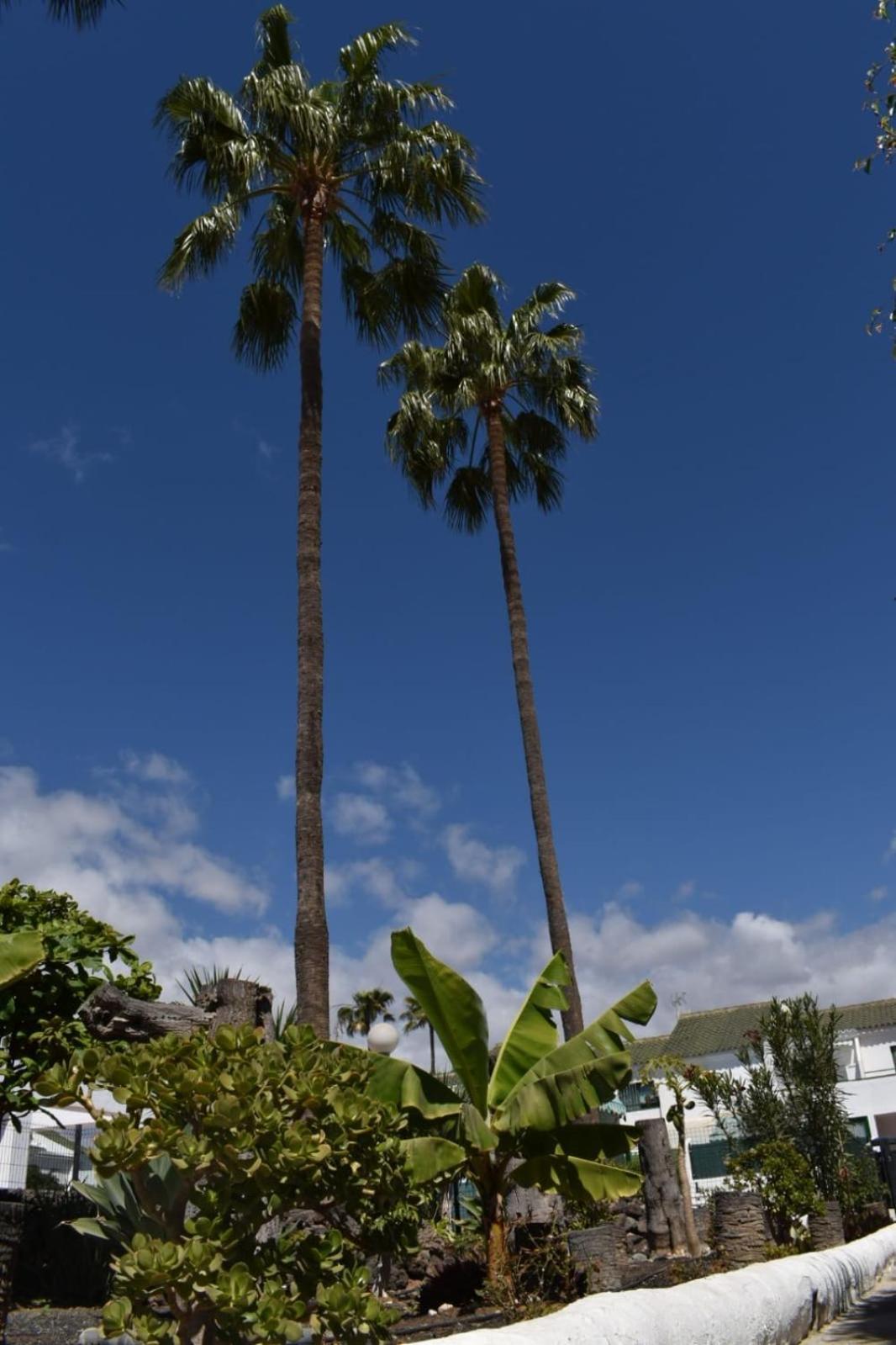 Bungalow Oasis Canaria Maspalomas  Buitenkant foto